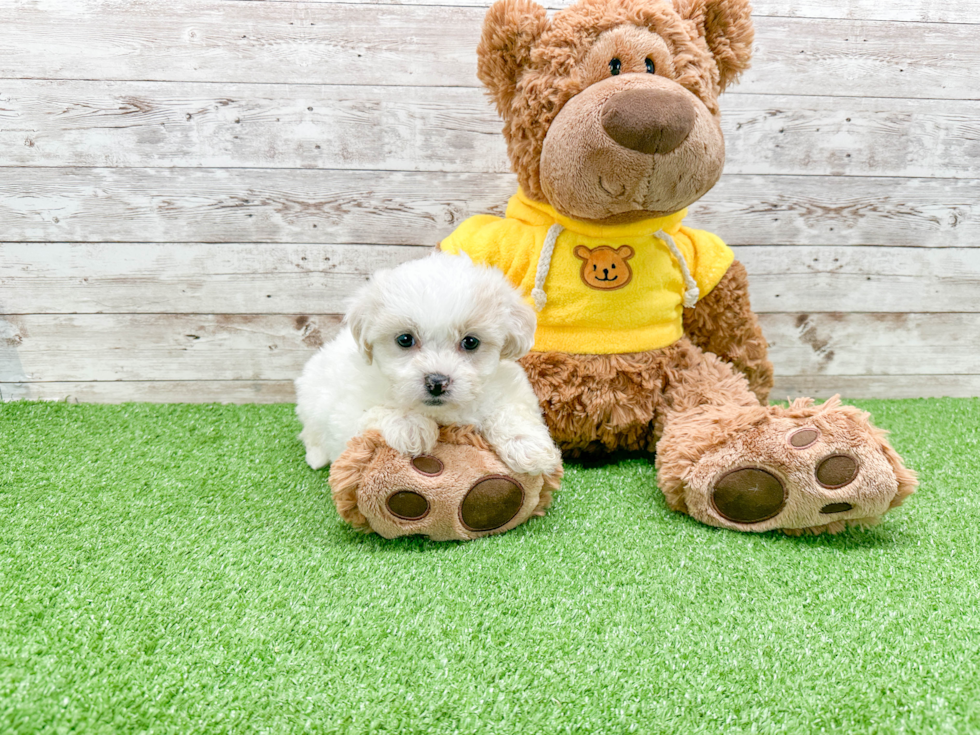 Popular Teddy Bear Designer Pup