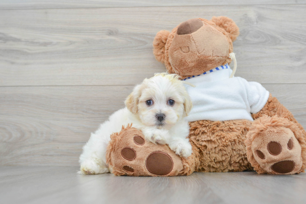 Happy Teddy Bear Baby