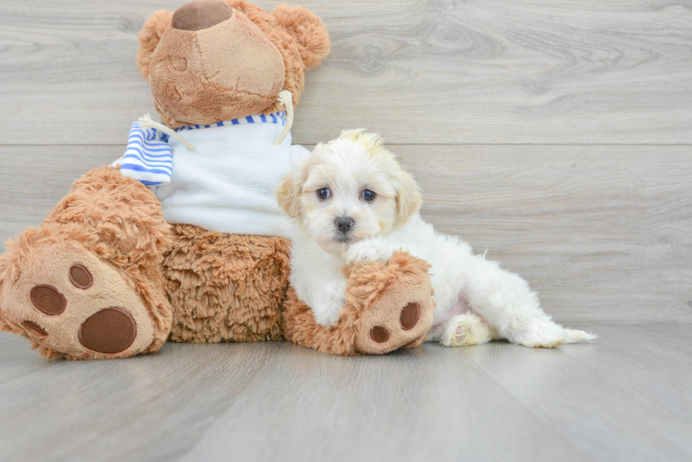 Funny Teddy Bear Designer Pup