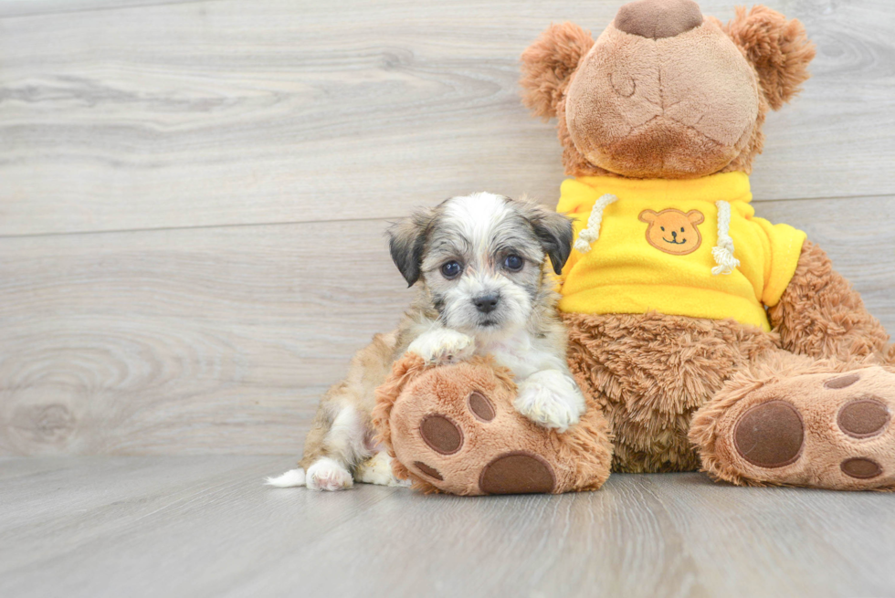 Teddy Bear Puppy for Adoption