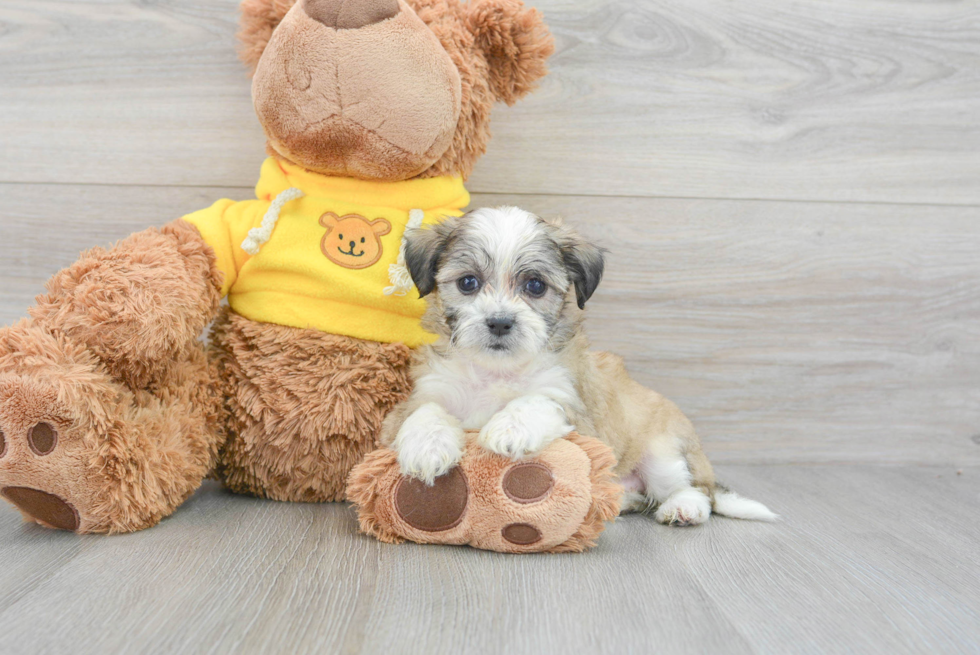 Petite Teddy Bear Designer Pup