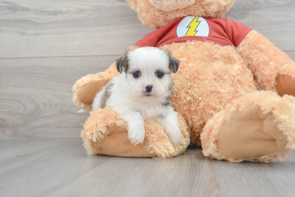 Teddy Bear Puppy for Adoption