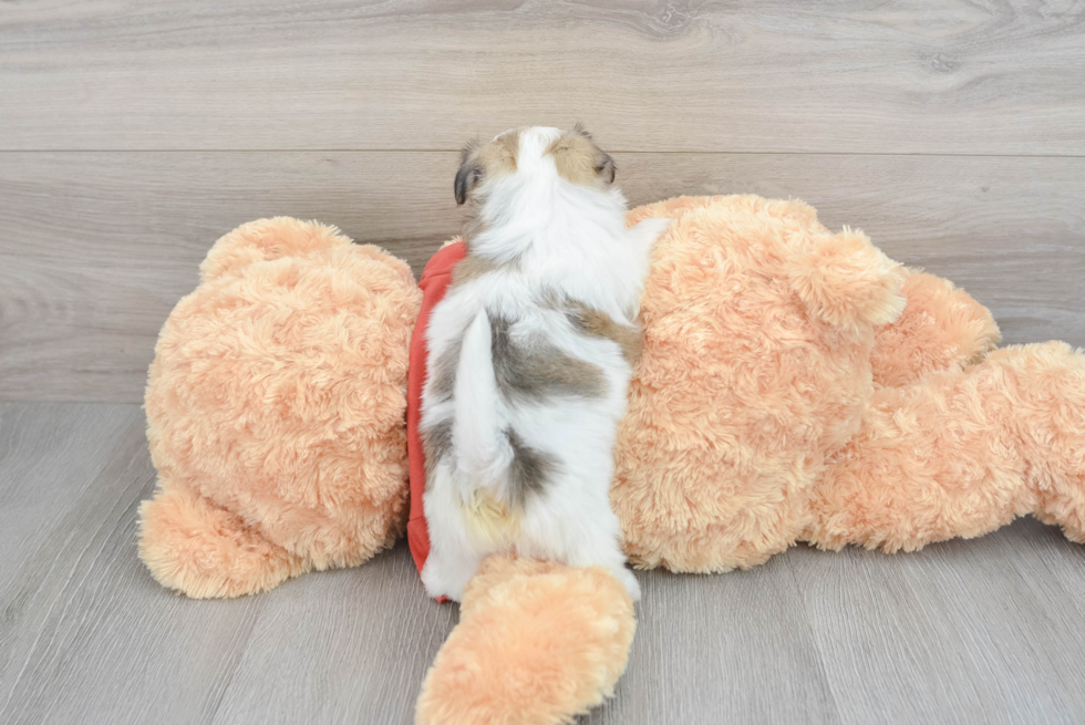 Teddy Bear Pup Being Cute