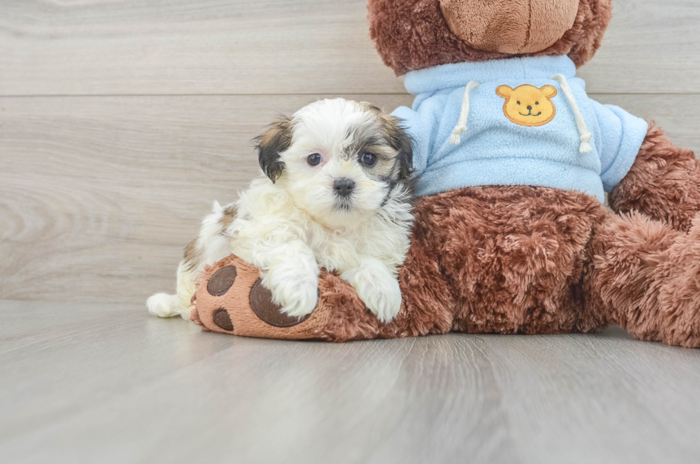 5 week old Teddy Bear Puppy For Sale - Premier Pups