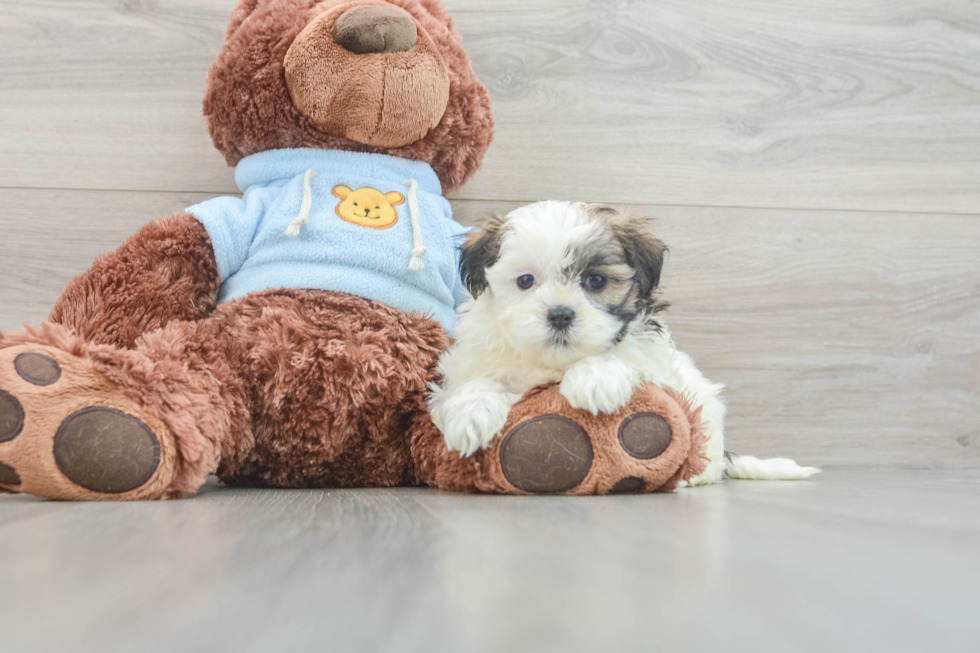 Fluffy Teddy Bear Designer Pup