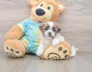 5 week old Teddy Bear Puppy For Sale - Premier Pups