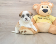 6 week old Teddy Bear Puppy For Sale - Premier Pups