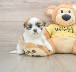 8 week old Teddy Bear Puppy For Sale - Premier Pups