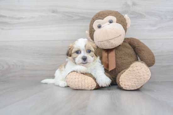 Energetic Shichon Designer Puppy