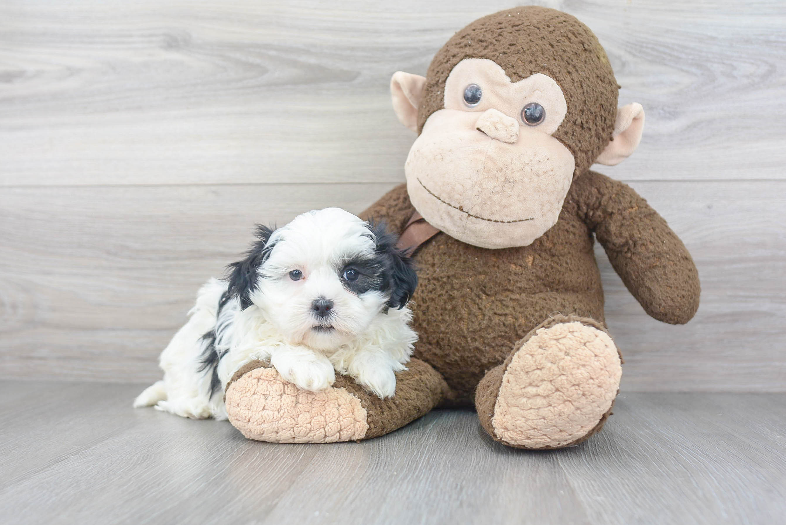 Popular Teddy Bear Designer Pup