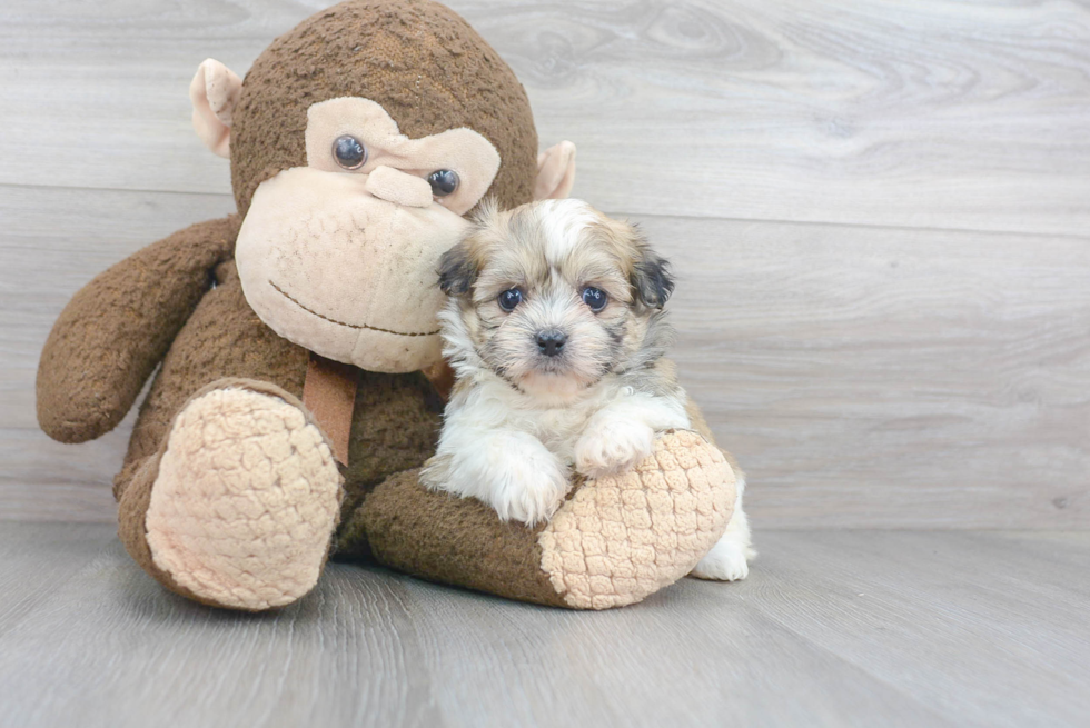 Teddy Bear Pup Being Cute