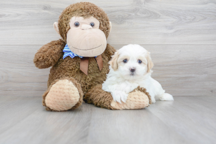 Teddy Bear Pup Being Cute