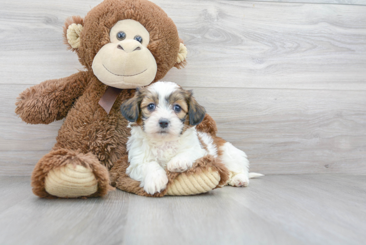 Happy Teddy Bear Baby