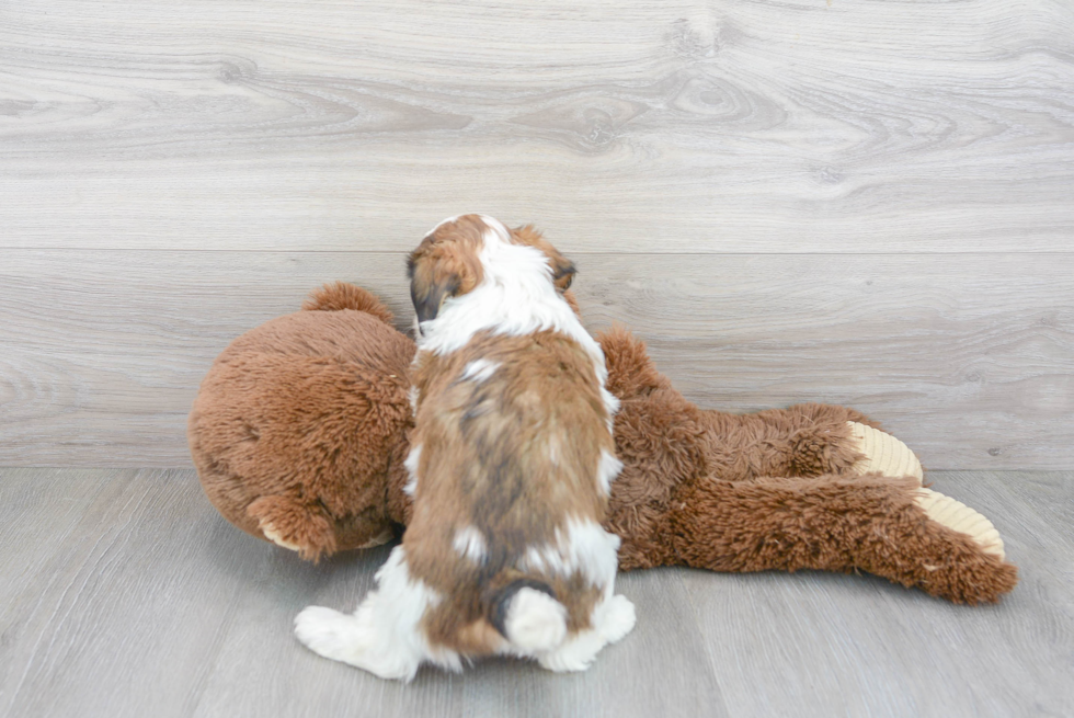 Teddy Bear Pup Being Cute