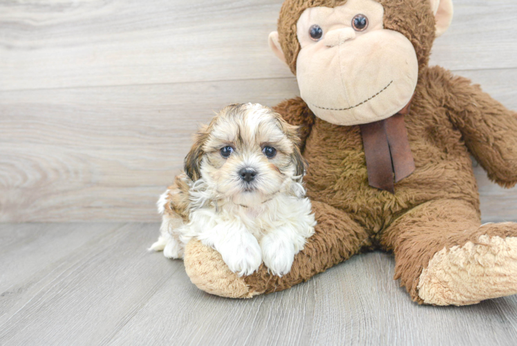 Friendly Teddy Bear Baby