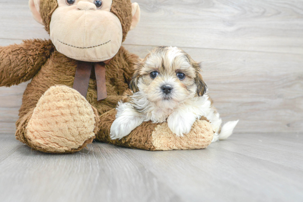 Teddy Bear Pup Being Cute