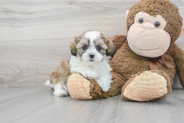 Teddy Bear Pup Being Cute