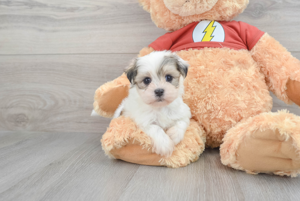Best Teddy Bear Baby
