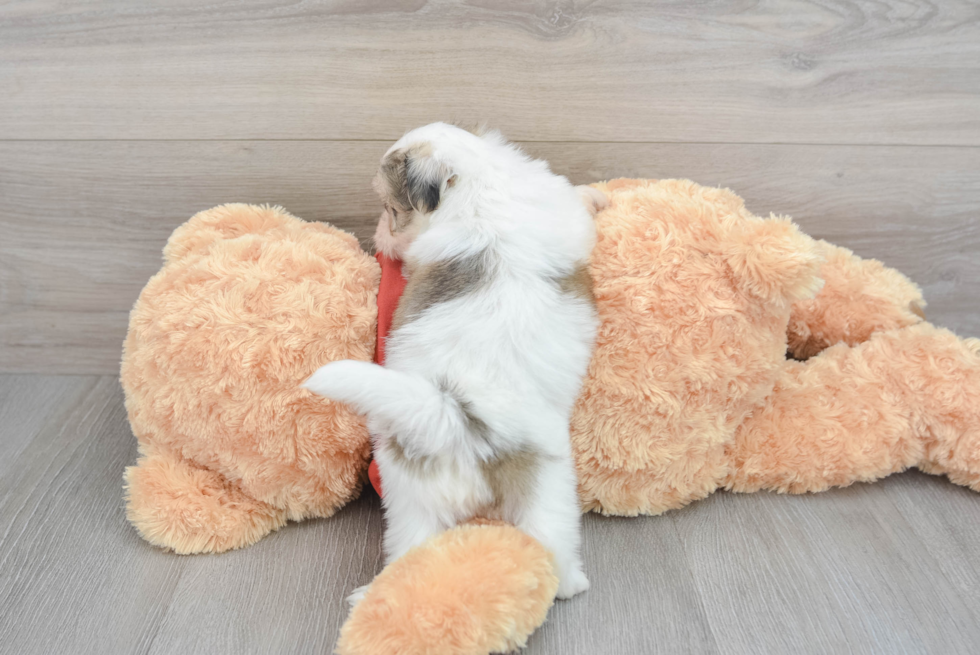 Best Teddy Bear Baby