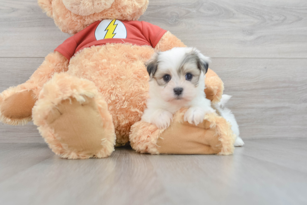 Smart Teddy Bear Designer Pup