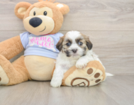 5 week old Teddy Bear Puppy For Sale - Premier Pups