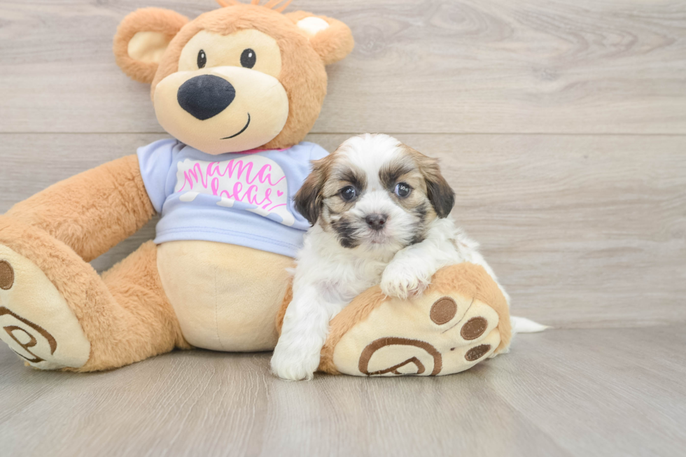 Popular Teddy Bear Designer Pup
