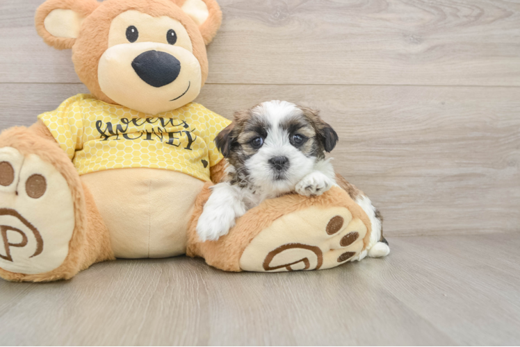 Teddy Bear Pup Being Cute