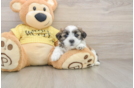 Teddy Bear Pup Being Cute