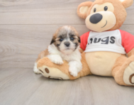 9 week old Teddy Bear Puppy For Sale - Premier Pups
