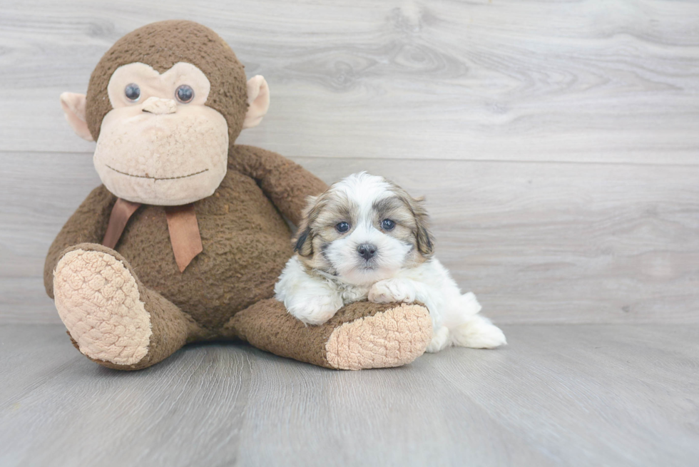 Teddy Bear Pup Being Cute