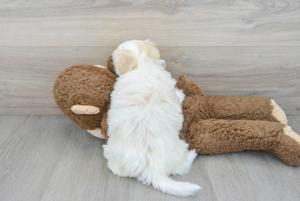 Teddy Bear Puppy for Adoption