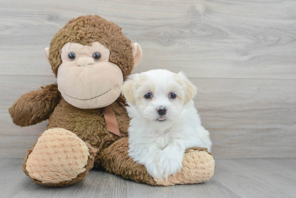 Popular Teddy Bear Designer Pup