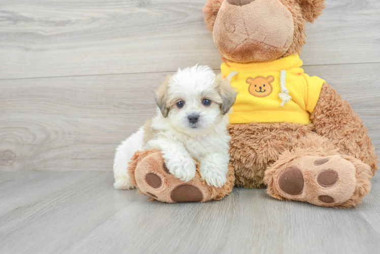 Cute Teddy Bear Baby