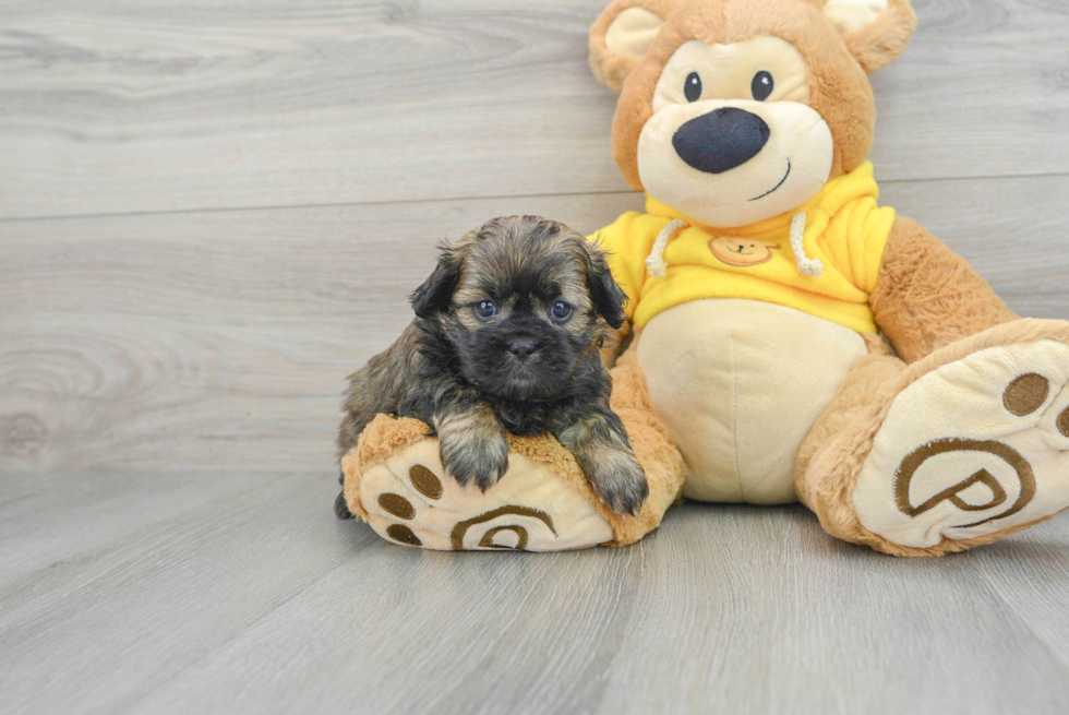 Popular Teddy Bear Designer Pup