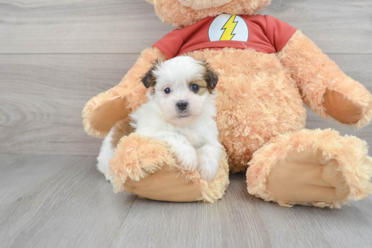 Best Teddy Bear Baby