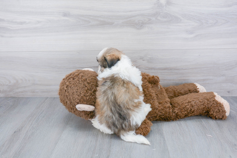 Funny Teddy Bear Designer Pup