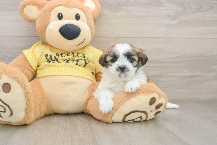 Cute Teddy Bear Baby