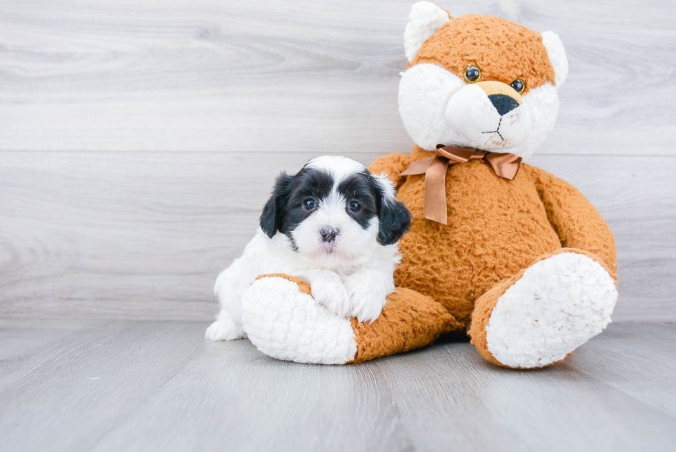 Friendly Teddy Bear Baby