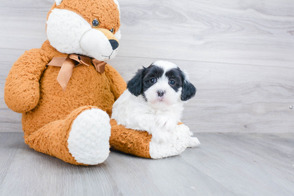 Fluffy Teddy Bear Designer Pup