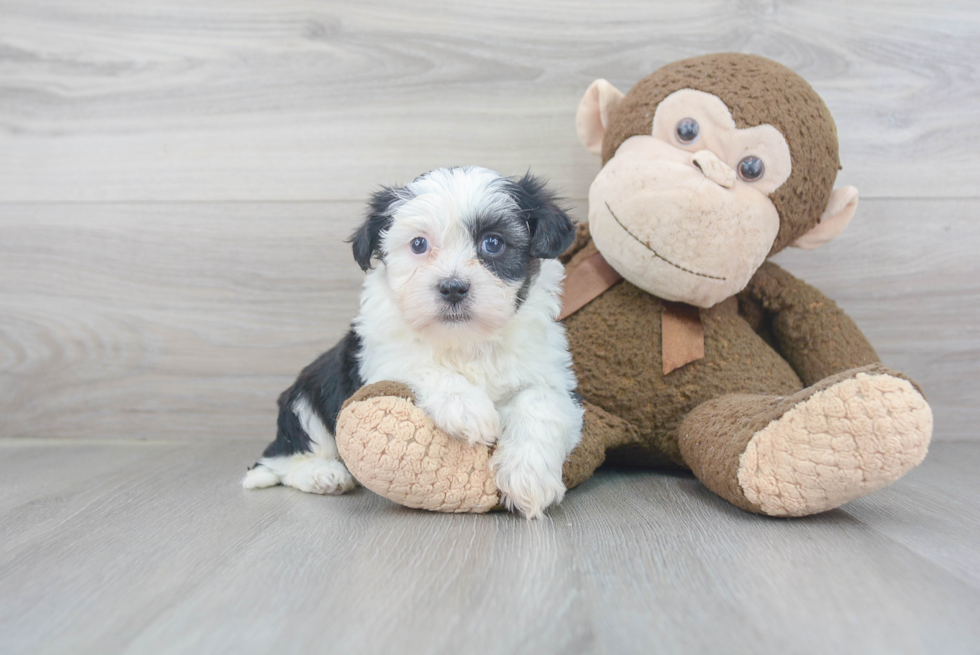 Teddy Bear Pup Being Cute