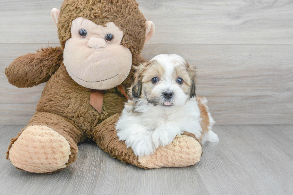 Teddy Bear Pup Being Cute