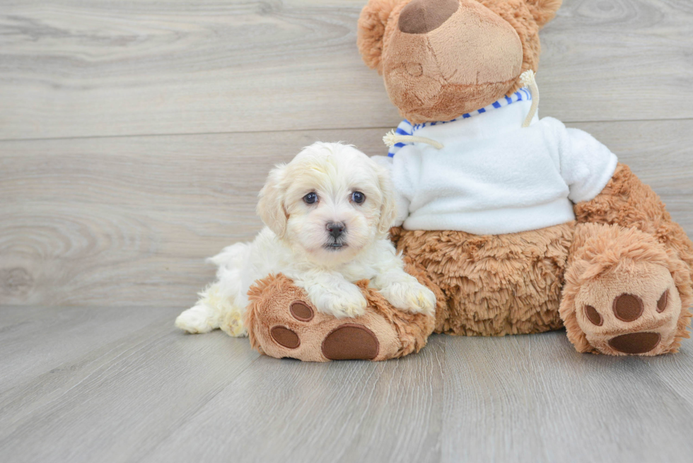 Funny Teddy Bear Designer Pup