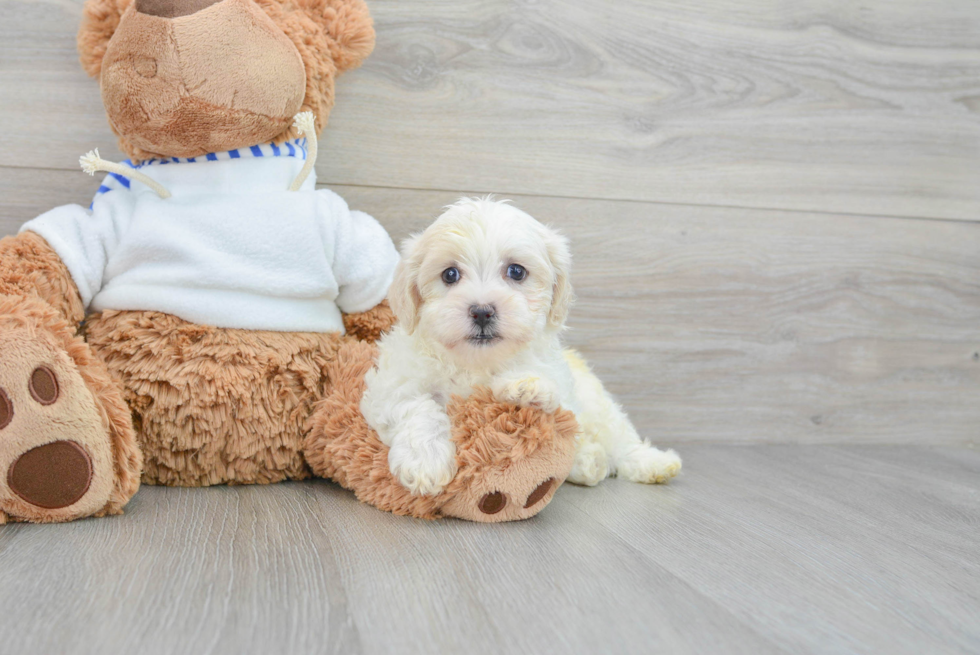 Hypoallergenic Shichon Designer Puppy