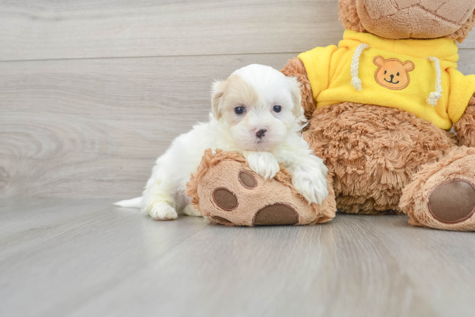 Teddy Bear Puppy for Adoption