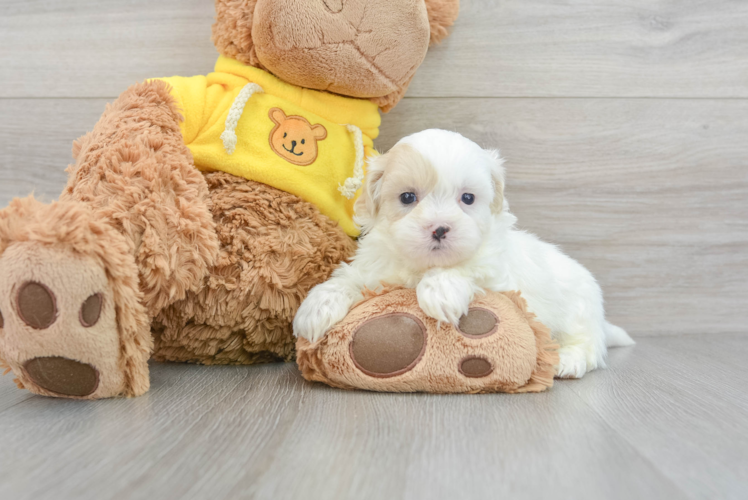 Teddy Bear Puppy for Adoption