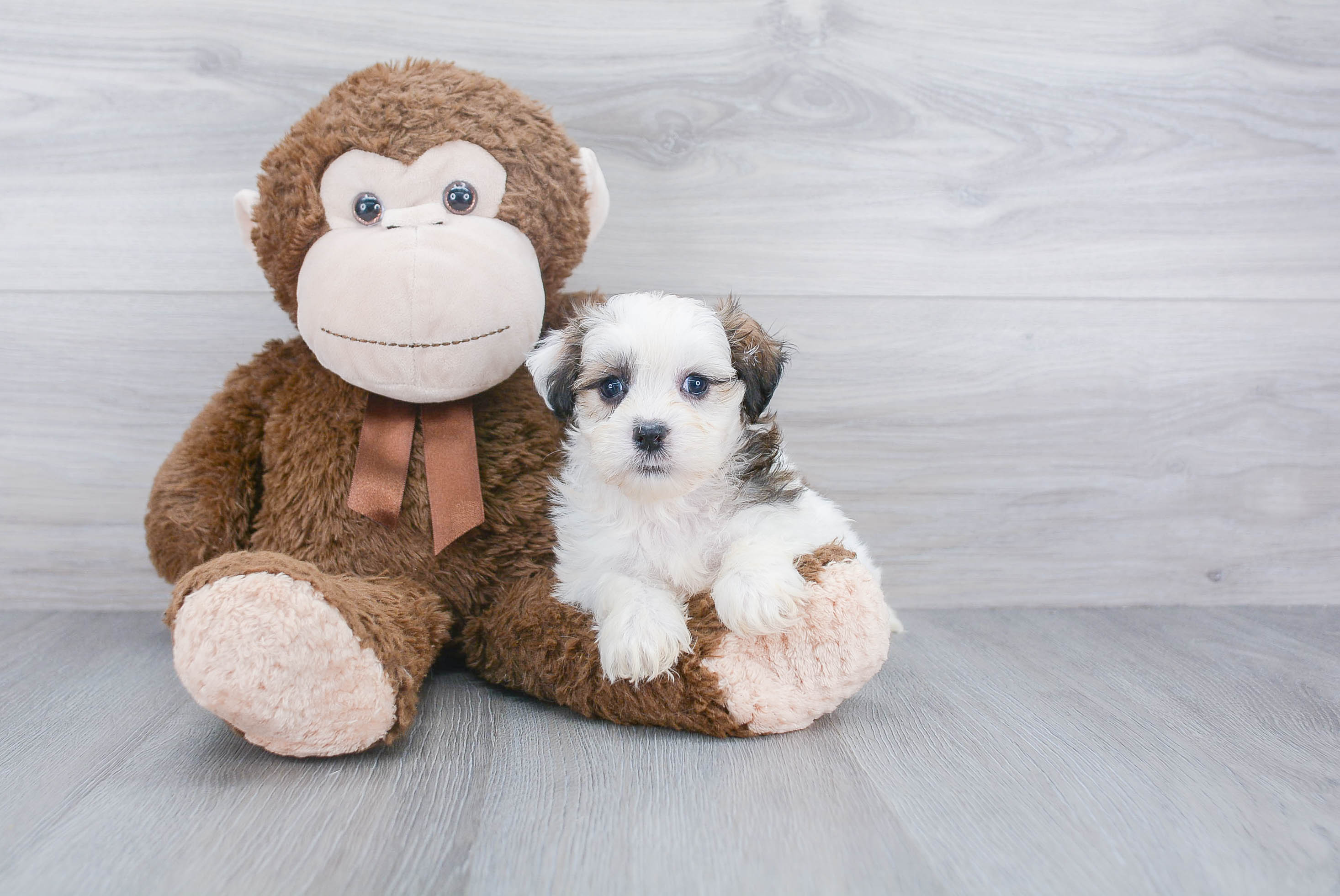 Teddy Bear Pup Being Cute