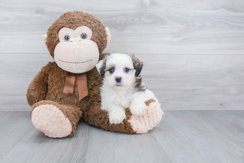 Teddy Bear Pup Being Cute