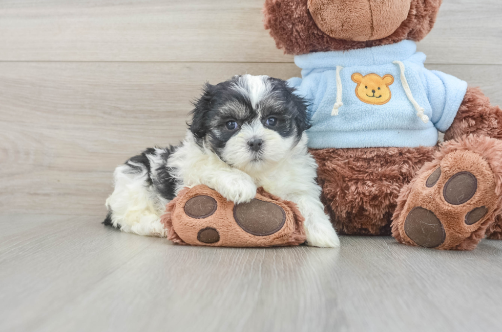 5 week old Teddy Bear Puppy For Sale - Premier Pups