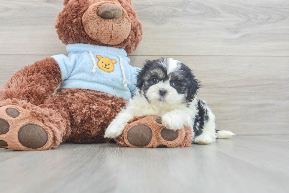 Cute Teddy Bear Baby