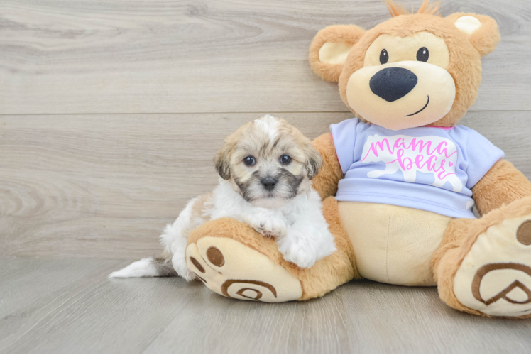 Popular Teddy Bear Designer Pup